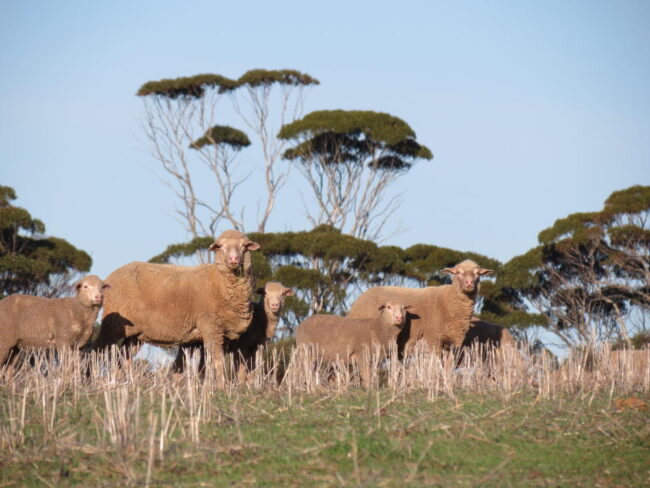 Sheep grazing in stubble